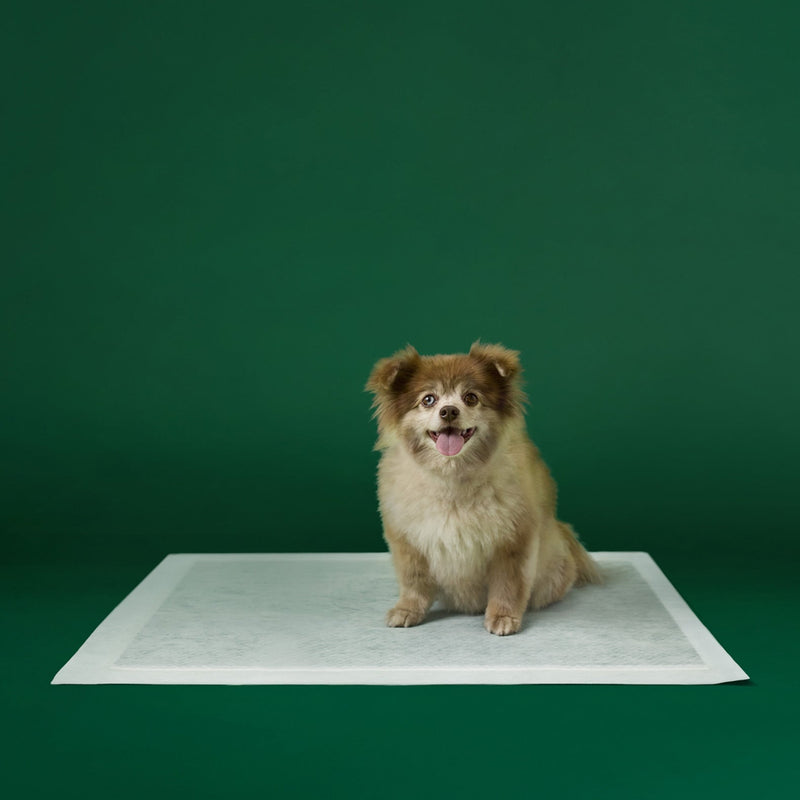 Disposable Dog Pee Pads with AbsorbShield+ Technology I3